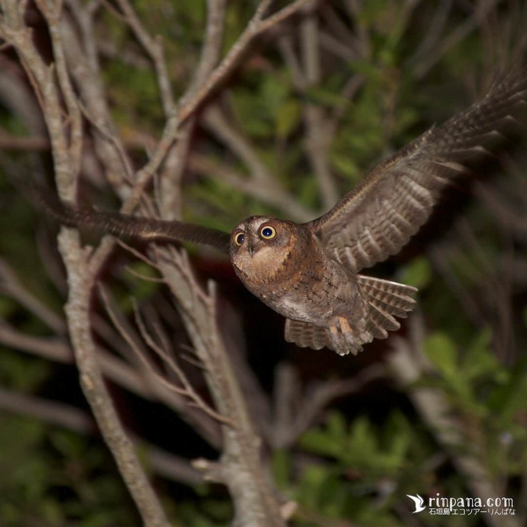 リュウキュウコノハズクが石垣島の森を飛ぶ写真
