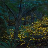 夜の森を乱舞するヤエヤマヒメボタル