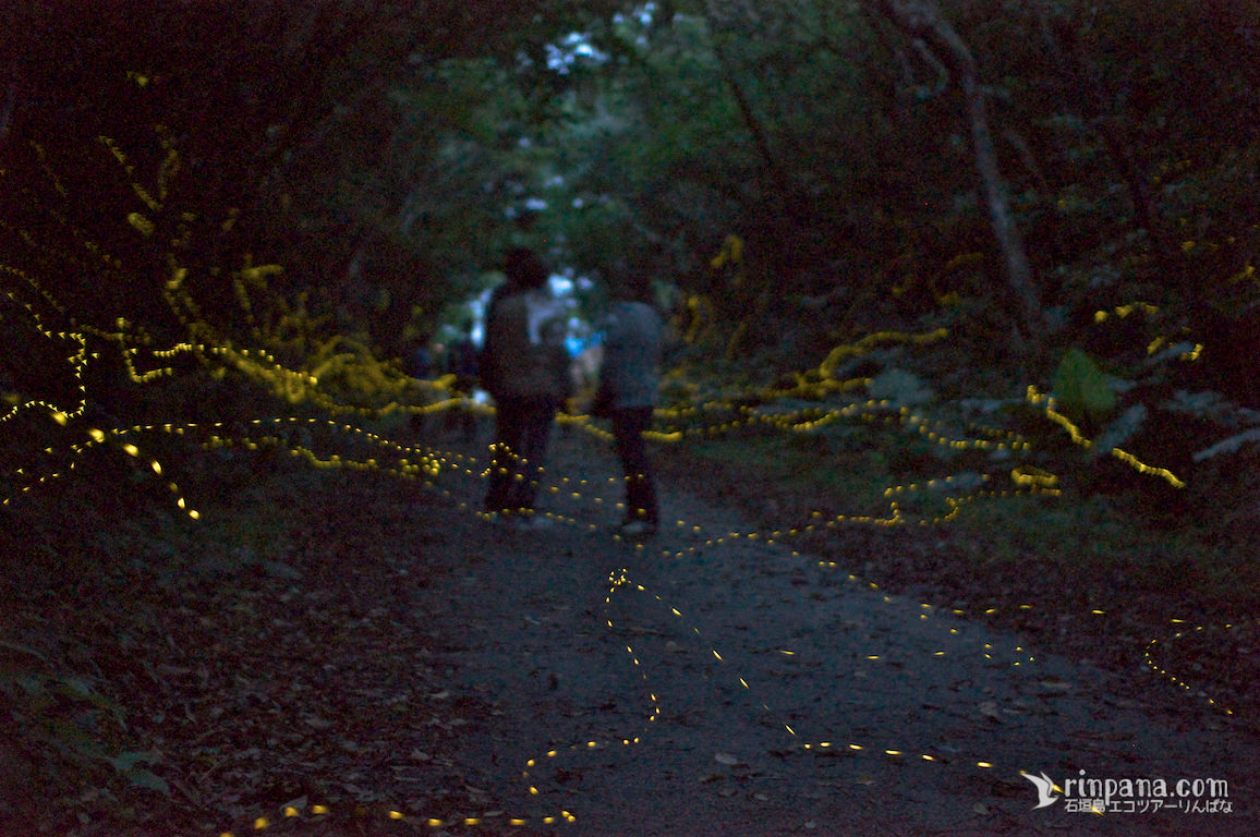 ホタルが飛び交う森の中を歩く観光客