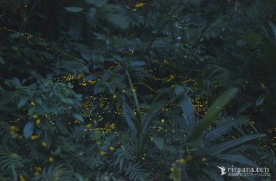 石垣島の夜の森のホタル