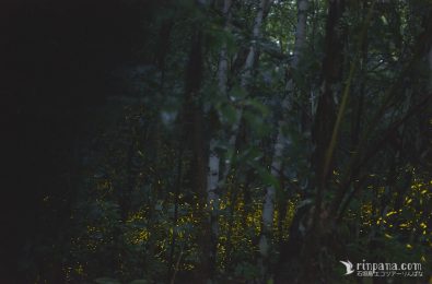 林床を飛ぶヤエヤマヒメボタル