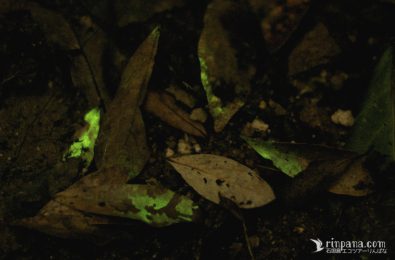 クヌギタケの菌糸が光る写真