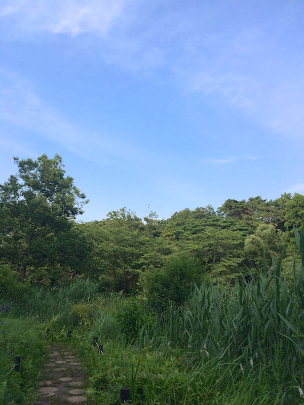 東京都心の森。目黒の自然教育園へ。