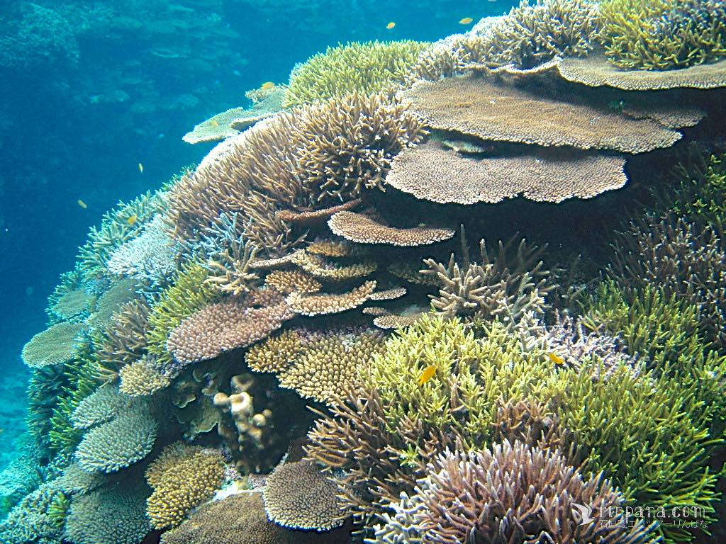 2008年頃の石垣島富野のサンゴ礁