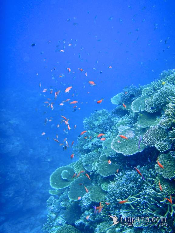 2008年頃の石垣島富野のサンゴ礁