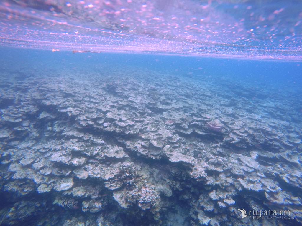 オニヒトデに食べ尽くされたサンゴ礁