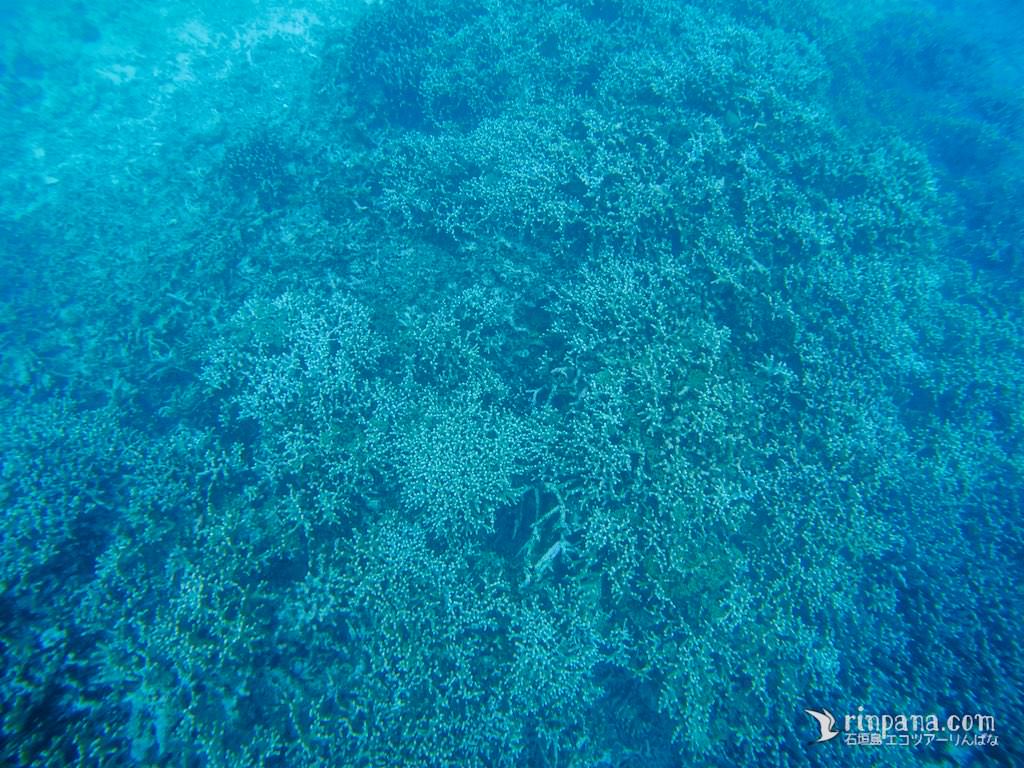 いつものサンゴ礁スポットではユビエダハマサンゴが元気そうでした。
