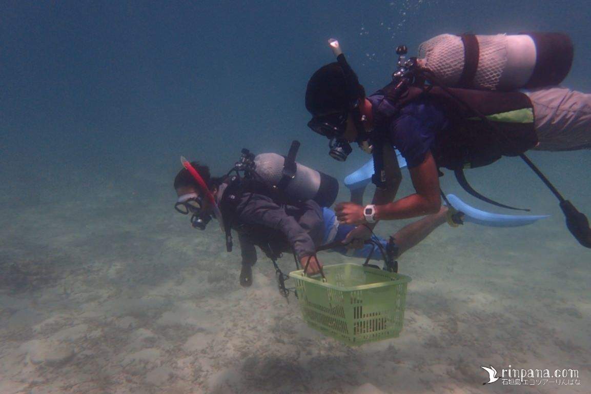 サンゴを運搬、移動するダイバー