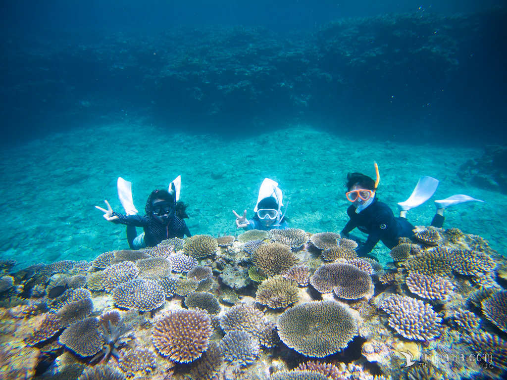 [サンゴツアー] 今いちばん美しいサンゴ礁へシュノーケルに行ってきました