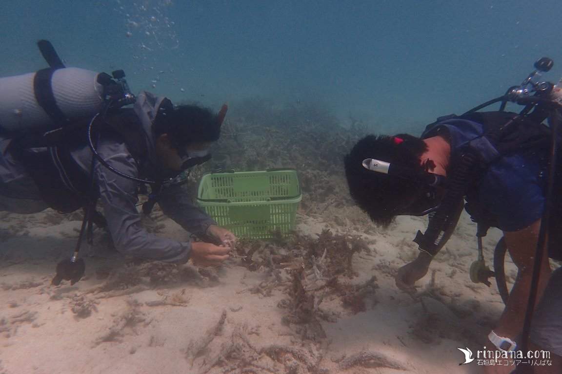 海底のサンゴを集める