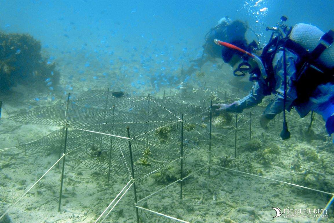 サンゴの移植をするダイバー