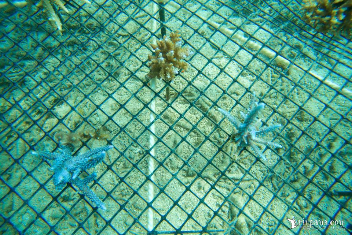 ダイビングで移植されたサンゴ