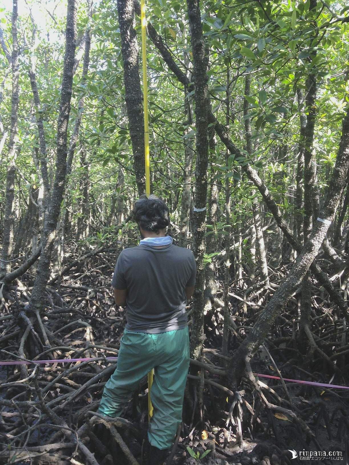 石垣島のマングローブ林を全力で調査する「カクさん」を手伝ってきました。