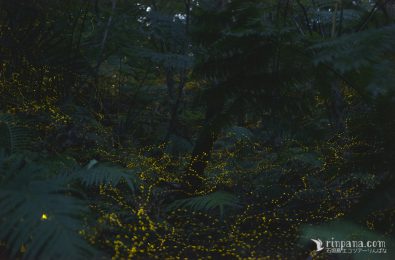 森の奥に向かって飛び交うホタルの写真