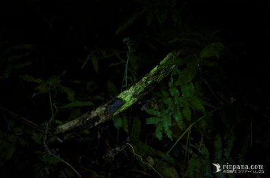 ヒカゲヘゴで光るエナシラッシタケの菌糸