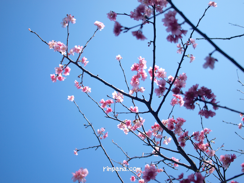 石垣島は桜が満開です！