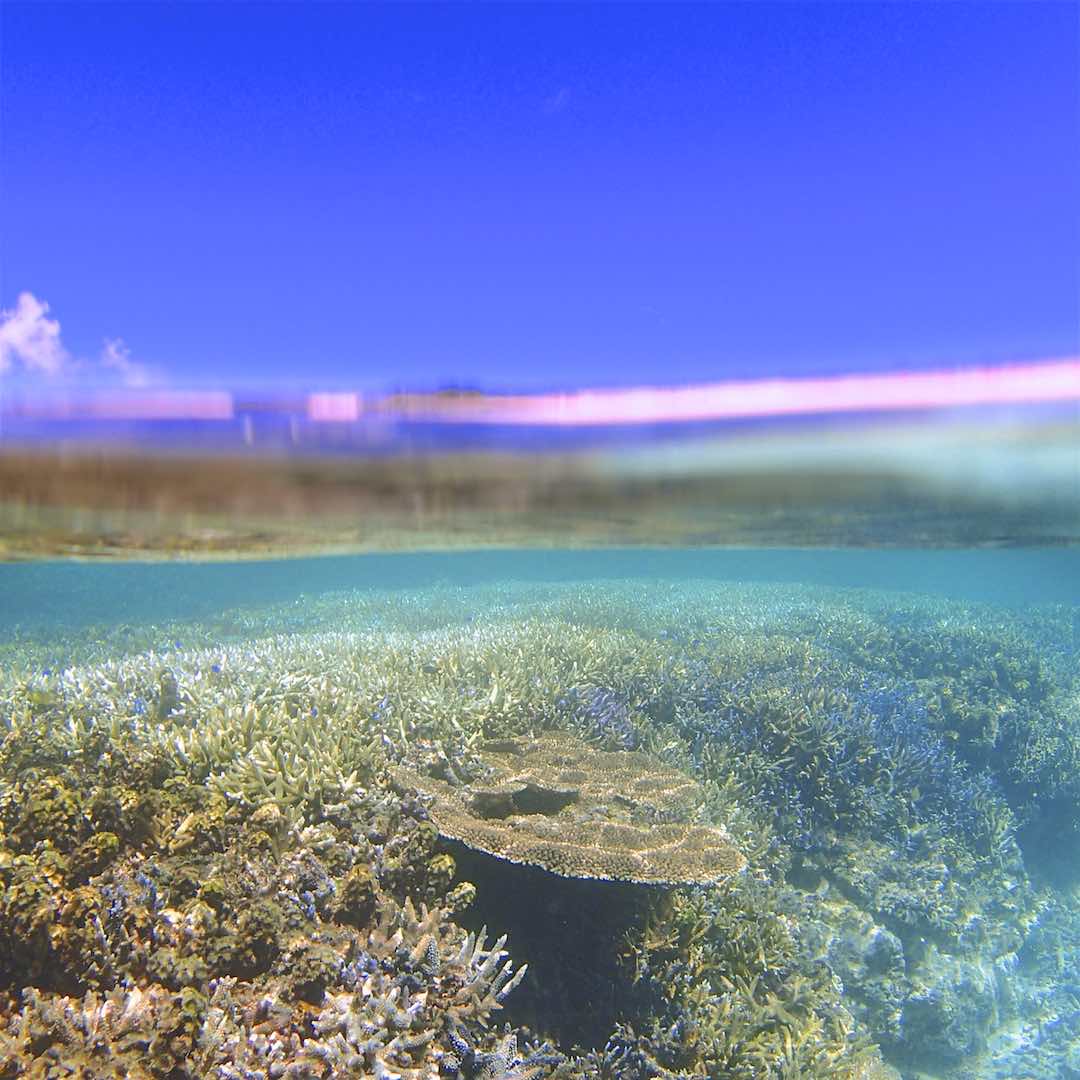 パナリのサンゴ礁をシュノーケルで見たところ
