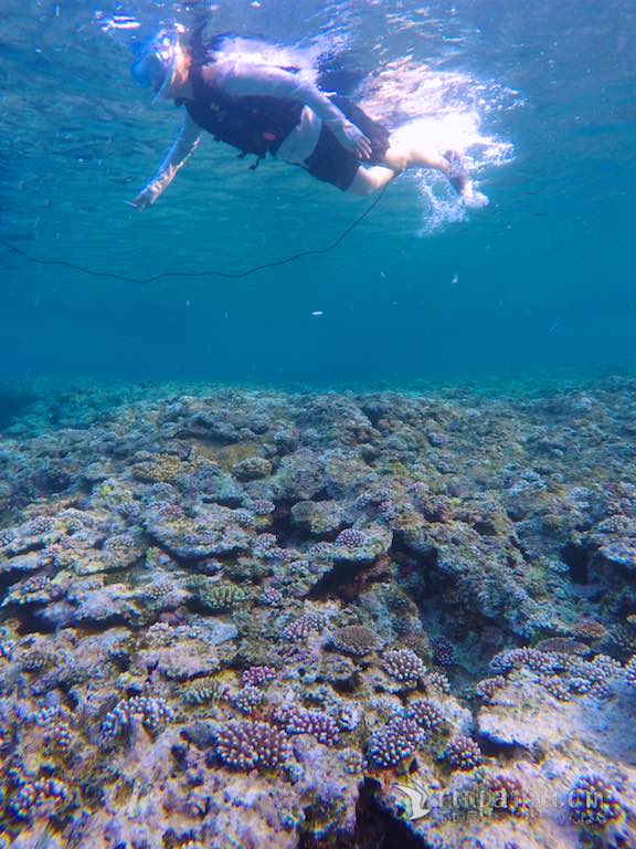 2017年の回復中のサンゴ礁