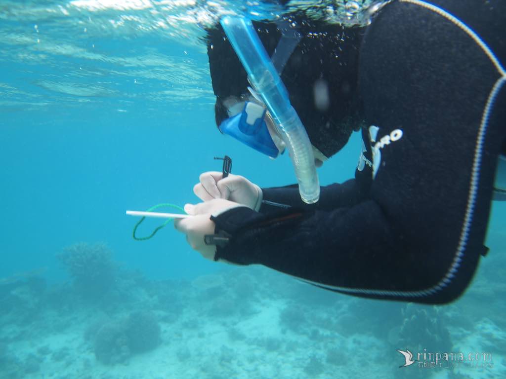 サンゴ礁を調査する