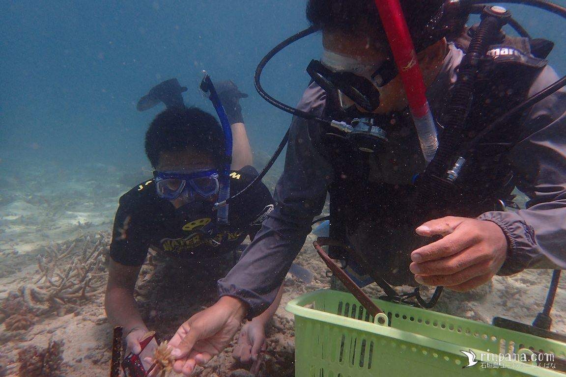 海底に移植したサンゴを見守るインターン生