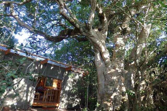 アフリカの太古の森の巨樹