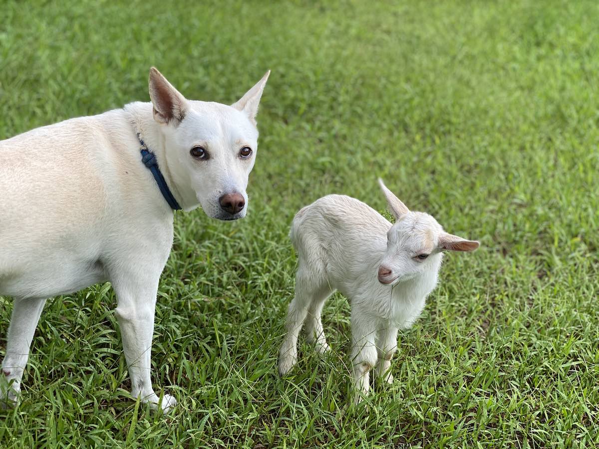 犬のクルミと子ヤギ