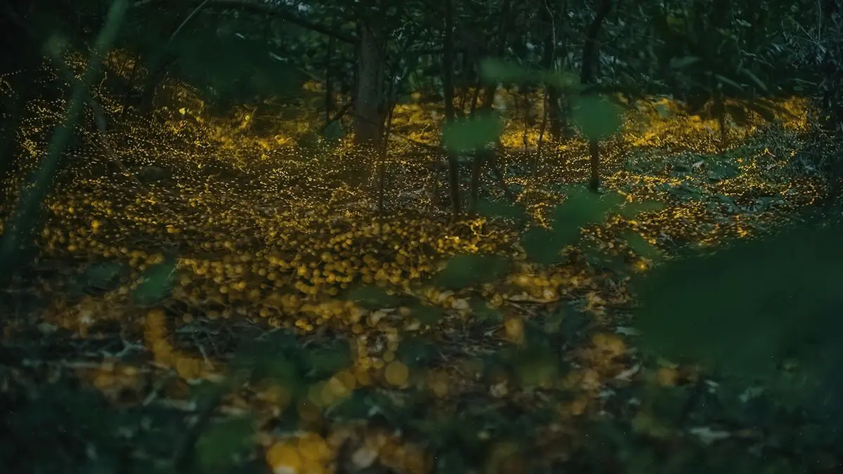 森の地面を埋め尽くすように黄金色に輝く、石垣島ヤエヤマヒメボタルの圧倒的な光の絨毯