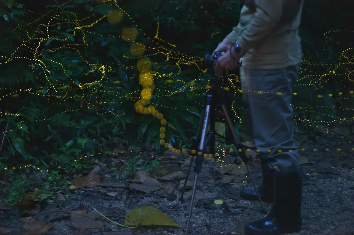 三脚を使用し、ヤエヤマヒメボタルの光跡を丁寧に撮影するツアー参加者