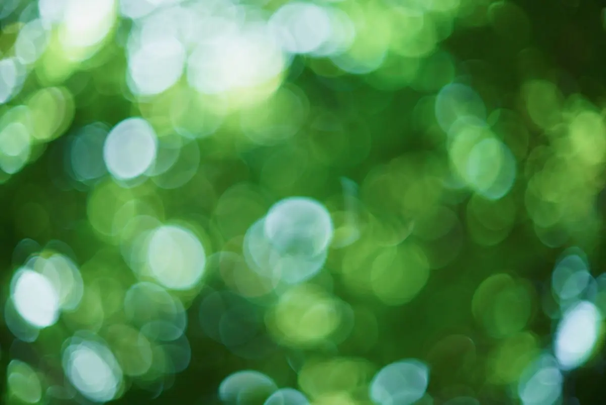亜熱帯の森が作り出す、瑞々しい緑の光が溶け合う美しい玉ボケのイメージ