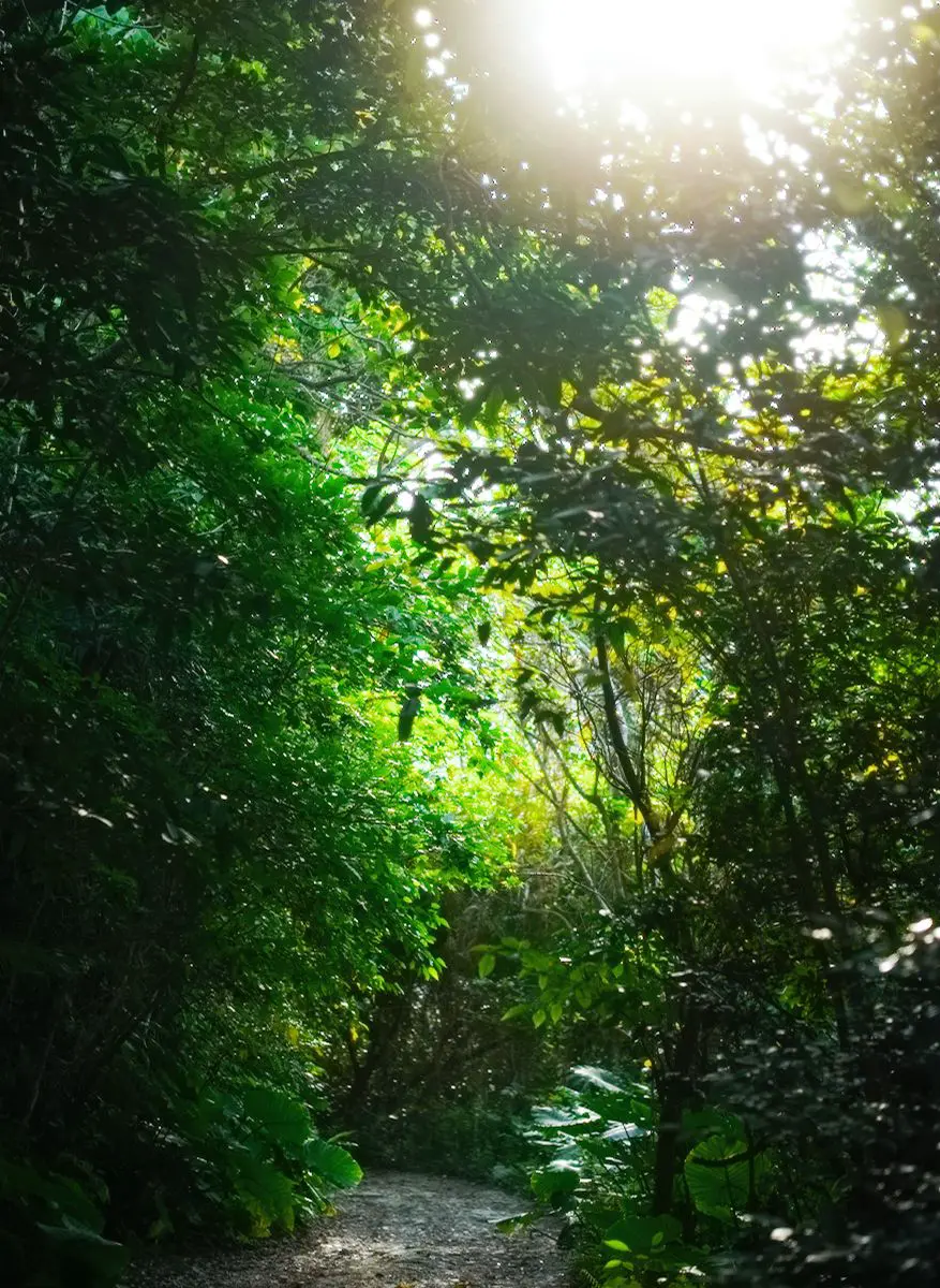 幾重にも重なる樹冠から木漏れ日が差し込む、ヤエヤマヒメボタルの原風景