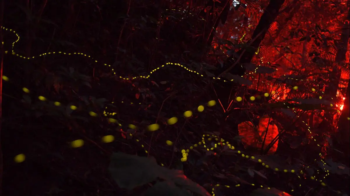 車のテールランプによる光害(ひかりがい)の影響。強い光はホタルの求愛行動を阻害します