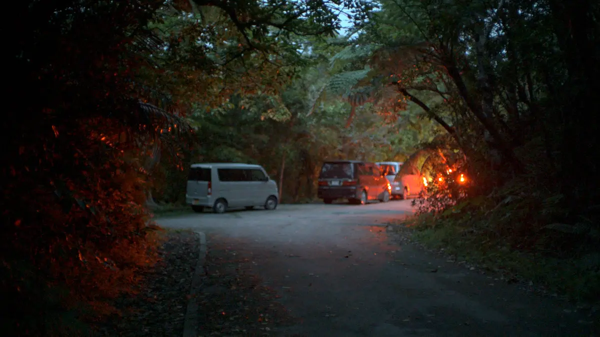 石垣島・於茂登岳林道の混雑状況。路肩駐車やライトの光がホタルの生息に影響を与えています