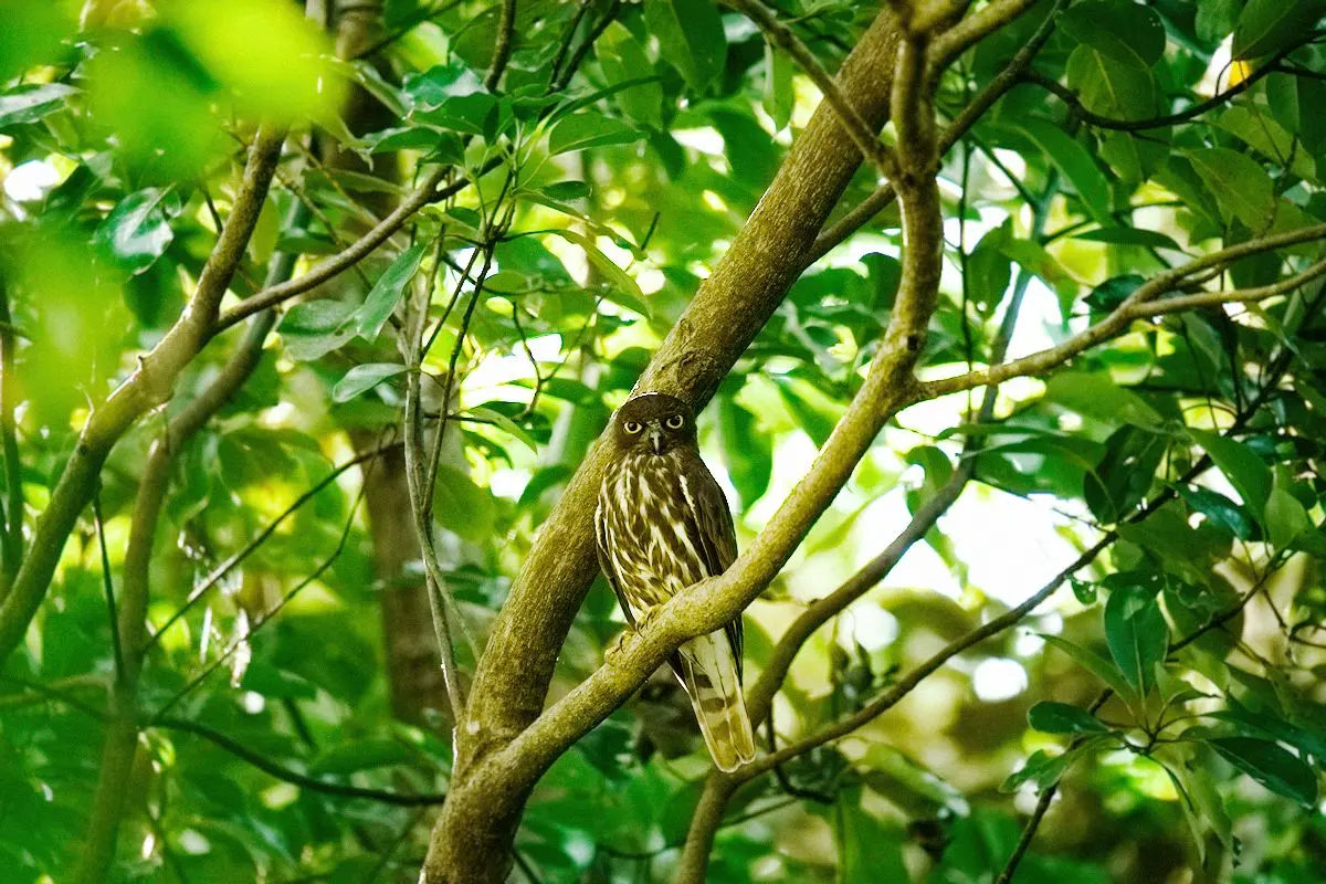 森の保全により2ペアが巣作りをするようになった、石垣島のリュウキュウアオバズク