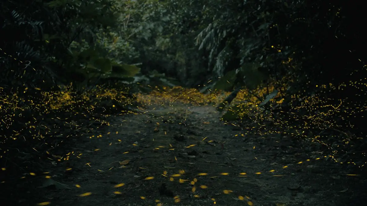 薄暗い夕暮れ時の森の小道を、無数の光の筋を描いて飛び交うホタルたち