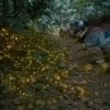 ホタルを見つめる観光客の眼の前で沢山のホタルが乱舞する